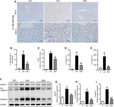 Oleoylethanolamide Protects Against Acute Liver Injury by Regulating Nrf-2/HO-1 and NLRP3 Pathways in Mice